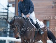 Dahila della Verdina Tosc Tour2013- S5 1784 : Arezzo, Cavalli d'Italia, Dahila della Verdina, Toscana Tour 2013, foto di Stefano Secchi ©